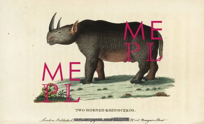 : Black rhinoceros, Diceros bicornis : Black rhinoceros, Diceros bicornis