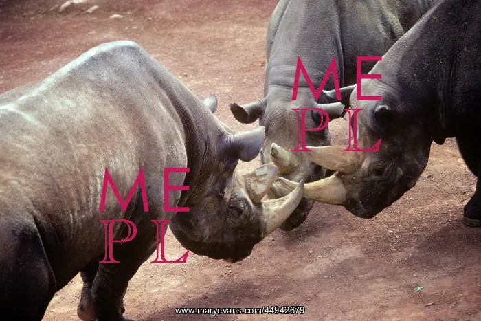 : Three Black Rhinoceroses Diceros Bicornus : Three Black Rhinoceroses Diceros Bicornus