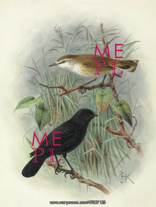 : Black Robin and Chatham Island Warbler : Black Robin and Chatham Island Warbler