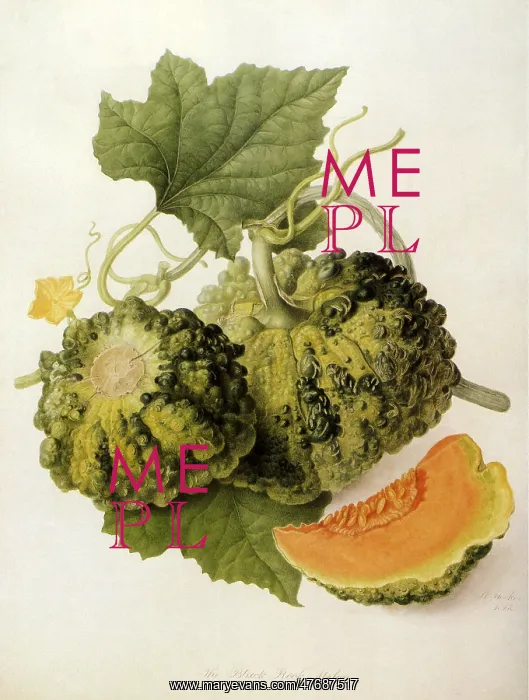  : Black Rock Melon