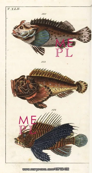 : Black scorpion fish, estuarine stonefish, and red lionfish : Black scorpion fish, estuarine stonefish, and red lionfish