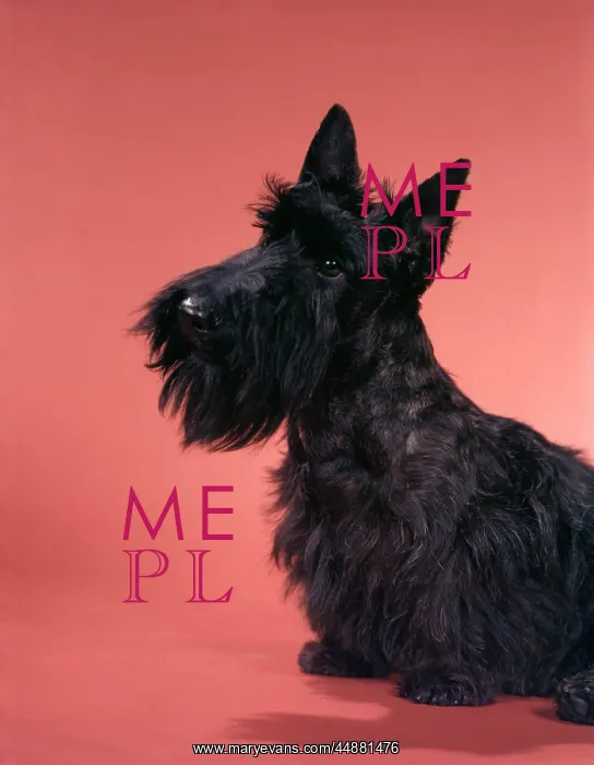  : Black Scottish Terrier On Pink