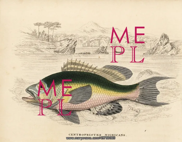 : Black sea bass, Centropristis striata