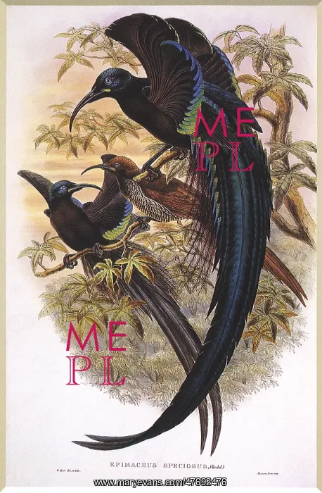 : Black Sickle-billed Bird of Paradise, Epimachus fastuosus : Black Sickle-billed Bird of Paradise, Epimachus fastuosus