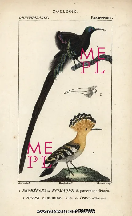 : Black sicklebill, Epimachus fastosus (vulnerable) : Black sicklebill, Epimachus fastosus (vulnerable)