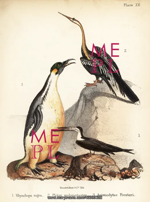 : Black skimmer, Oriental darter and emperor penguin : Black skimmer, Oriental darter and emperor penguin