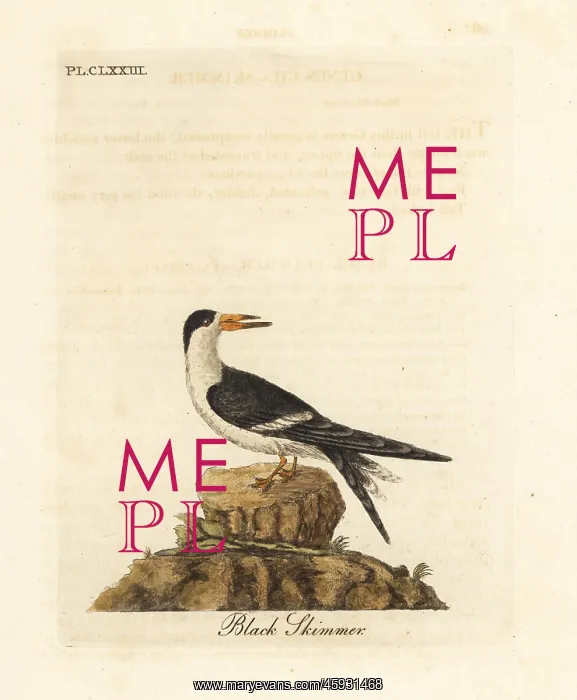 : Black skimmer, Rynchops niger : Black skimmer, Rynchops niger