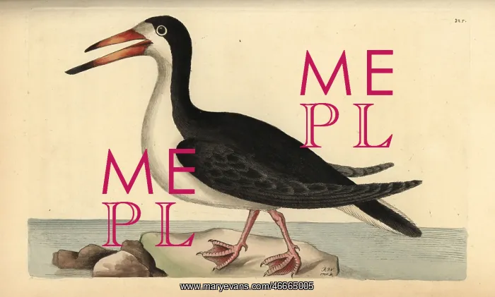 : Black skimmer, Rynchops niger : Black skimmer, Rynchops niger