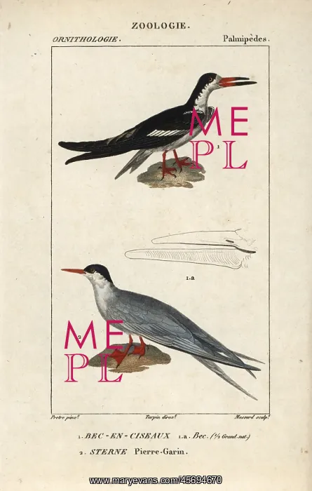  : Black skimmer, Rynchops niger, and common tern