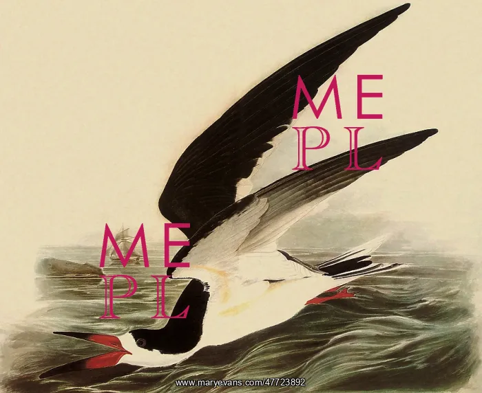  : Black Skimmer, Rynchops nigra