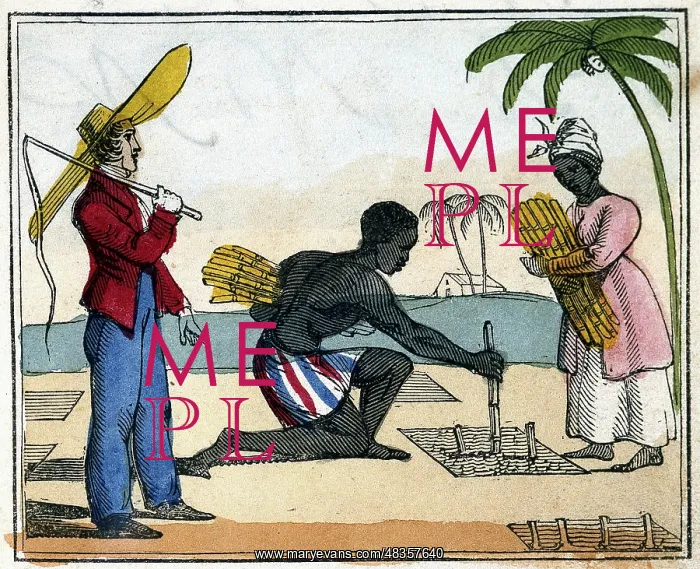 : Black slaves working in the cane fields: Planting : Black slaves working in the cane fields: Planting