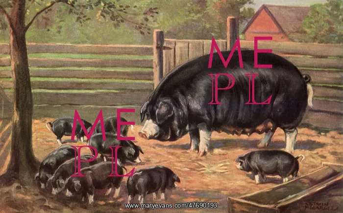  : Black Sow with Piglets