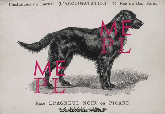 : Black Spaniel or Picard Dog : Black Spaniel or Picard Dog