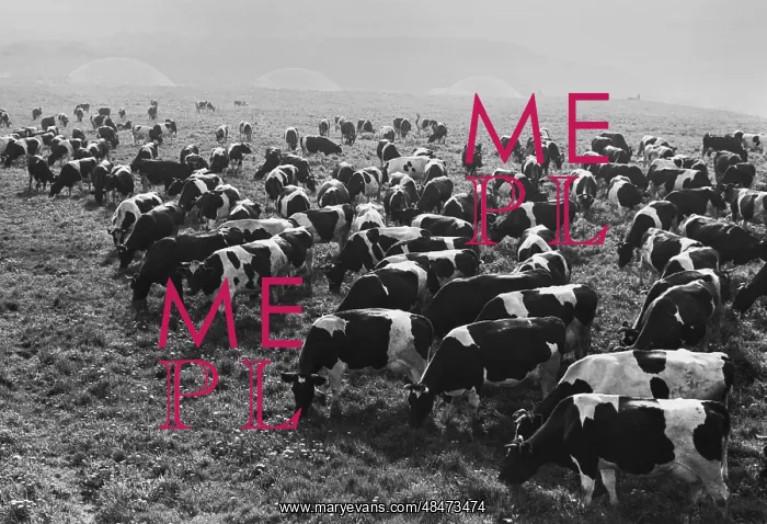 : Black spotted cows : Black spotted cows