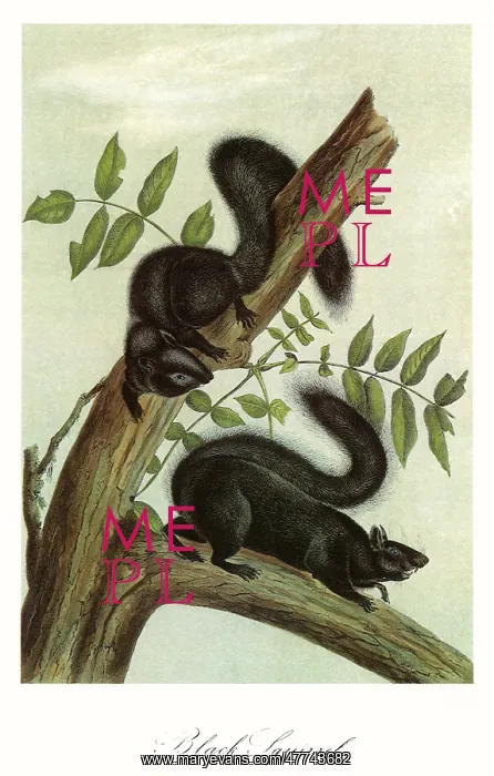  : Black Squirrels