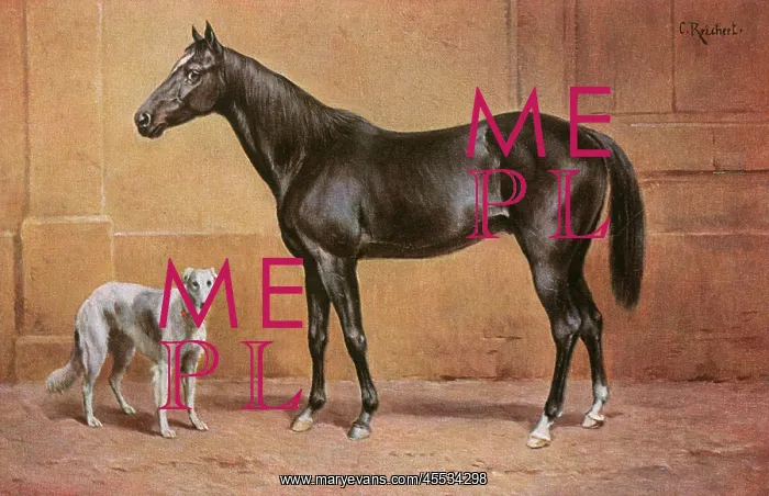 : Black Stallion and Borzoi Hound : Black Stallion and Borzoi Hound