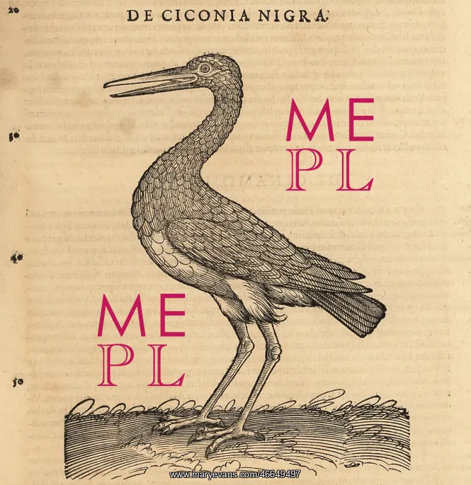  : Black stork, Ciconia nigra