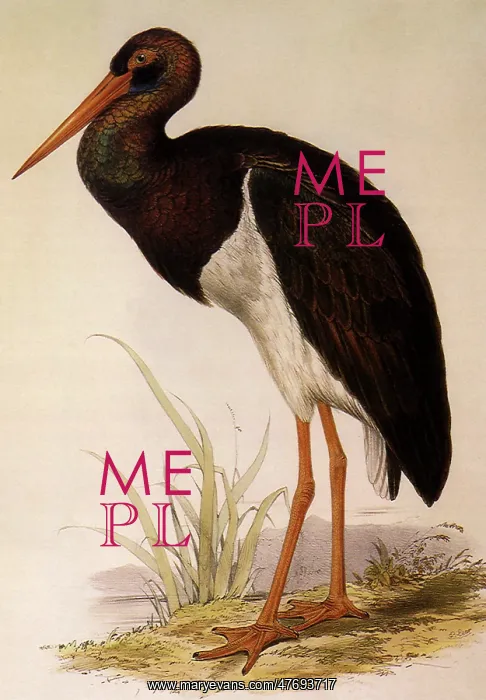  : Black Stork, Ciconia nigra