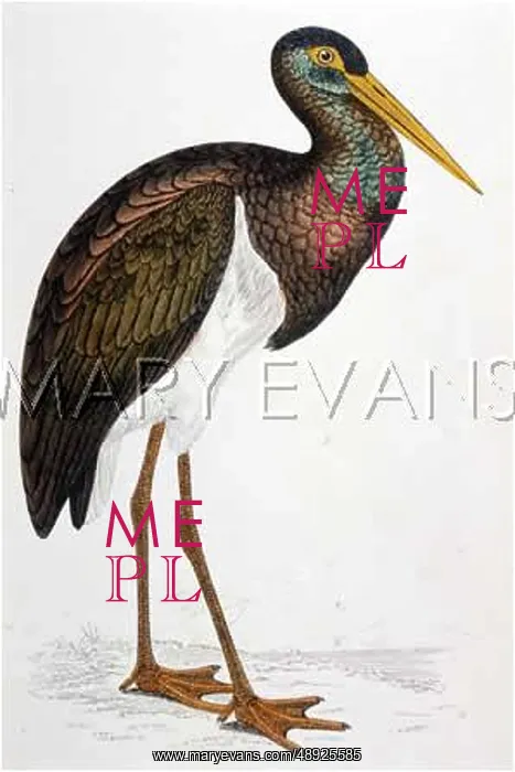  : BLACK STORK (MORRIS)