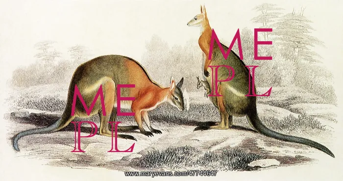  : Black Striped Wallaby (Kangaurus doralis)