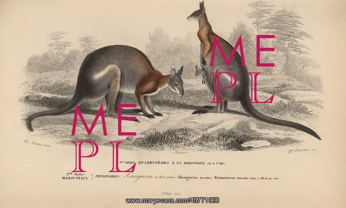: Black-striped wallaby, Macropus dorsalis : Black-striped wallaby, Macropus dorsalis