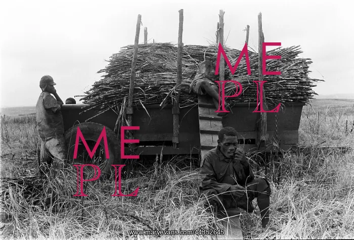 : Black sugar farm harvest. iyoni, KwaZulu / Natal 1983 : Black sugar farm harvest. iyoni, KwaZulu / Natal 1983