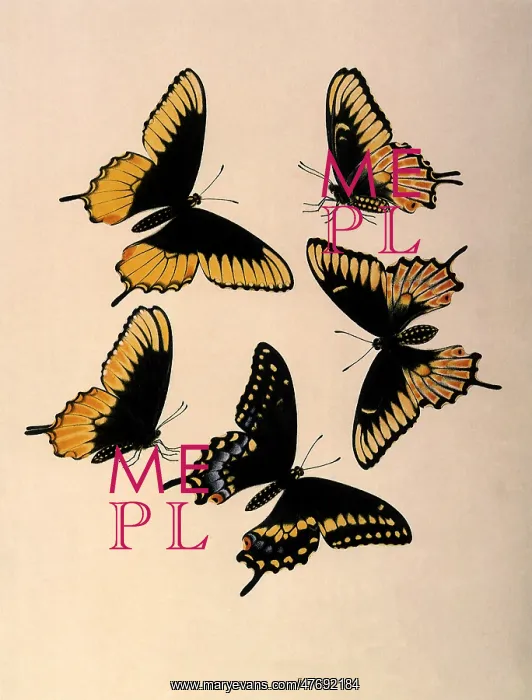 : Black Swallowtail Butterflies : Black Swallowtail Butterflies