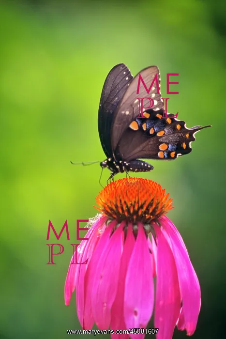 : Black Swallowtail Butterfly Papilio Polyxenes : Black Swallowtail Butterfly Papilio Polyxenes