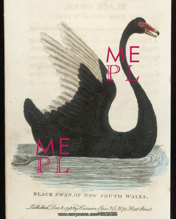  : BLACK SWAN