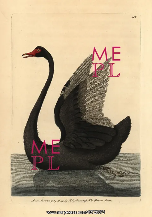 : Black swan, Cygnus stratus : Black swan, Cygnus stratus