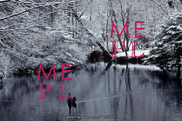  : Black Swan In Pond With Snow