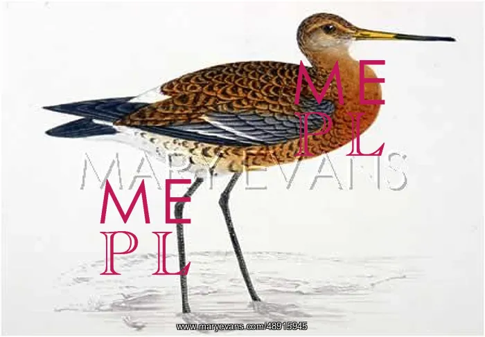  : BLACK-TAILED GODWIT
