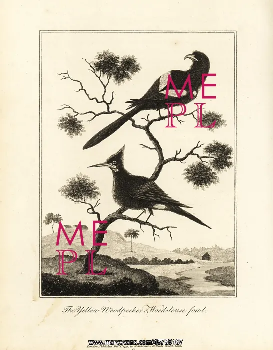 : Black-tailed trogon and chestnut woodpecker : Black-tailed trogon and chestnut woodpecker
