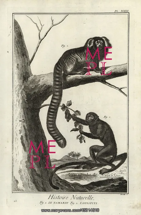: Black tamarin and marmoset : Black tamarin and marmoset