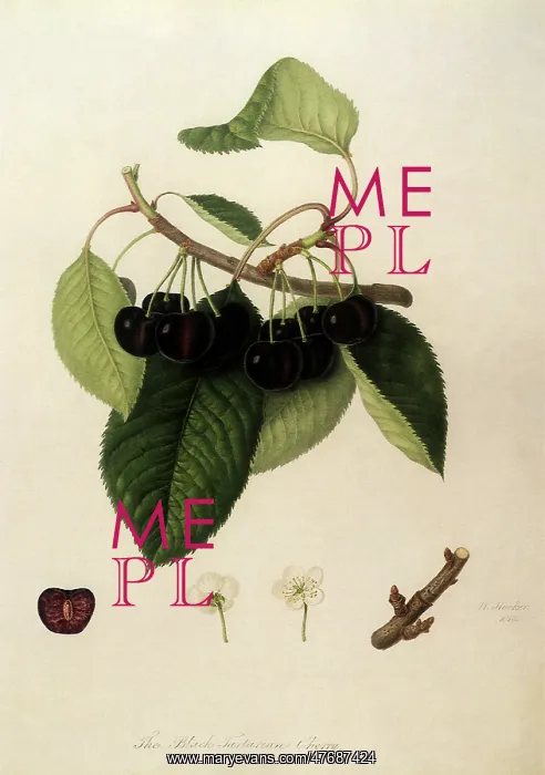  : Black Tartarian Cherries