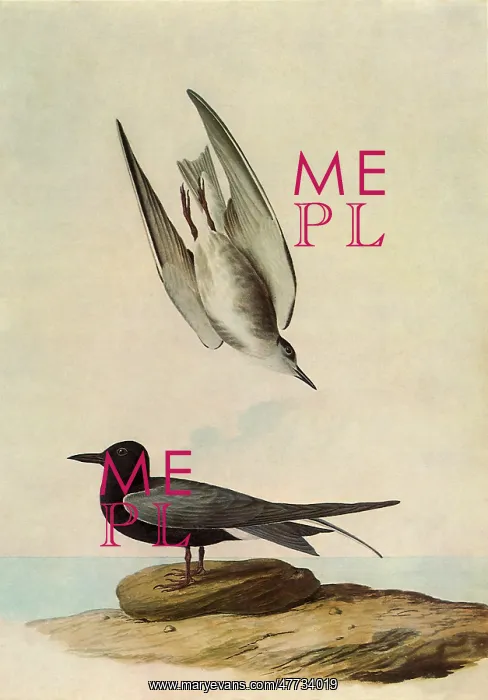 : Black Tern : Black Tern