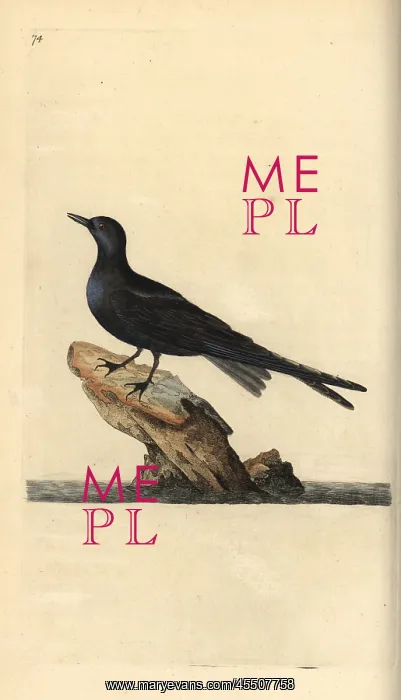 : Black tern, Chlidonias niger : Black tern, Chlidonias niger