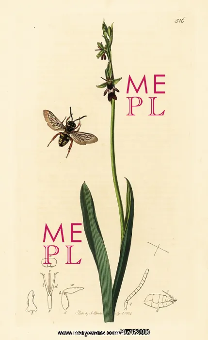 : Black-thighed epeolus cuckoo bee and fly orchid : Black-thighed epeolus cuckoo bee and fly orchid