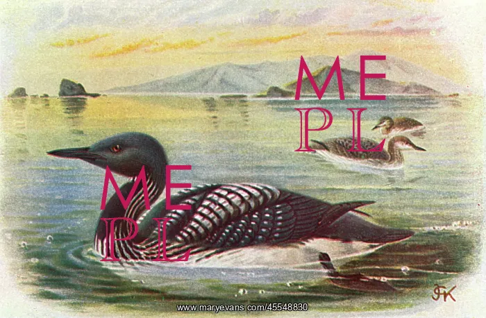 : Black-throated Diver (Gavia arctica) : Black-throated Diver (Gavia arctica)