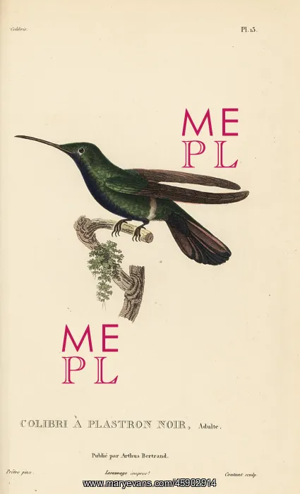  : Black-throated mango, Anthracothorax nigricollis