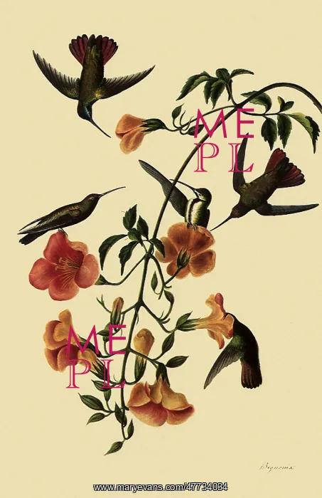 : Black-Throated Mangoes