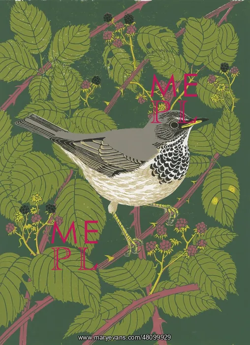 : Black-throated thrush : Black-throated thrush