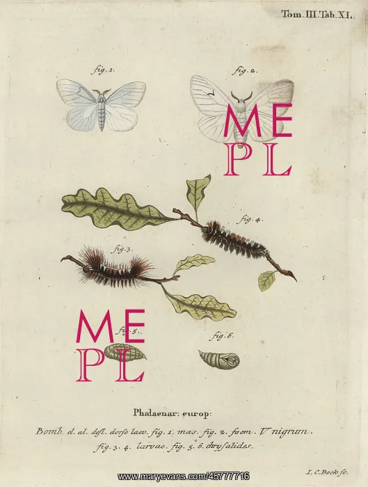: Black V moth, Arctornis l-nigrum : Black V moth, Arctornis l-nigrum