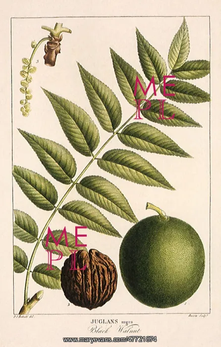  : Black Walnut