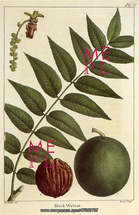  : Black Walnut, Juglans nigra