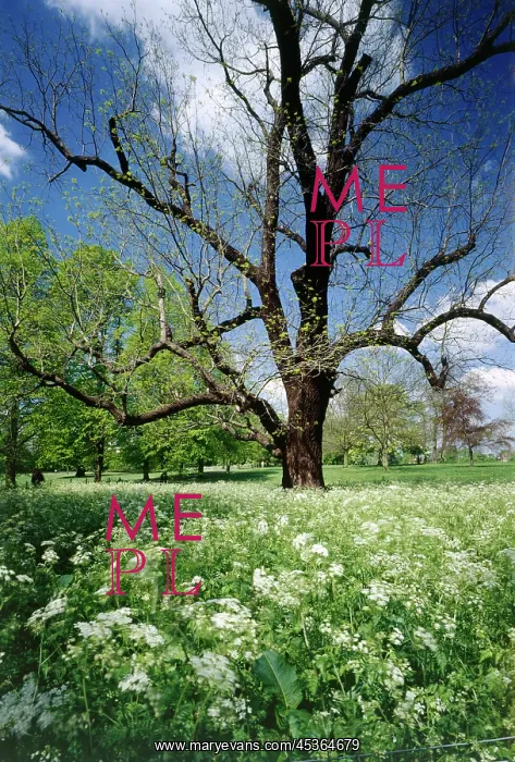 : Black Walnut tree and Cow Parsley : Black Walnut tree and Cow Parsley