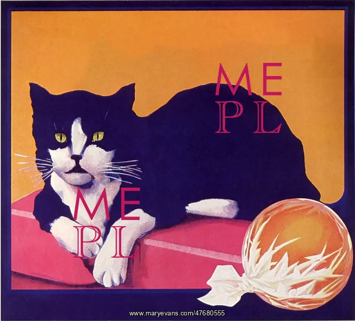 : Black and White Cat : Black and White Cat