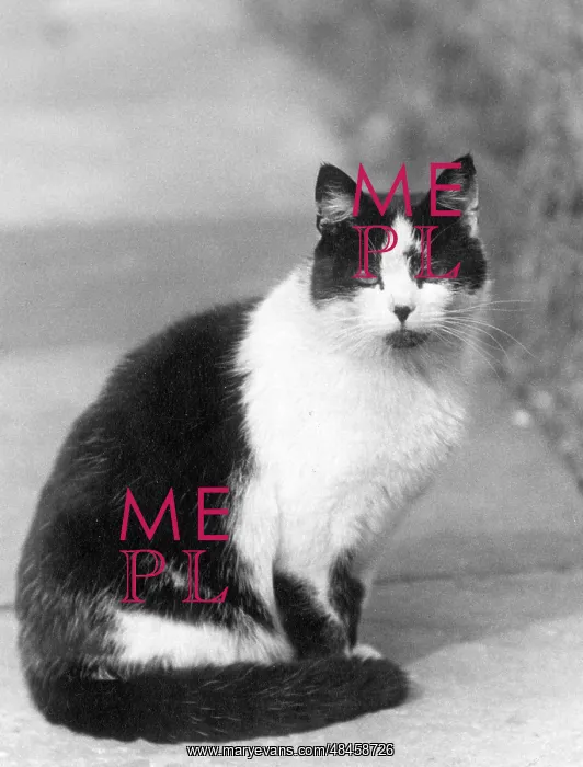 : BLACK AND WHITE CAT : BLACK AND WHITE CAT