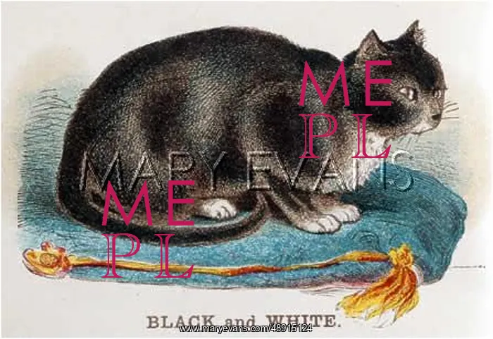 : BLACK AND WHITE CAT : BLACK AND WHITE CAT