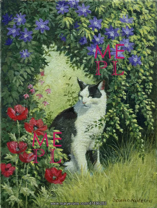 : Black & White Cat with Clematis and Poppies : Black & White Cat with Clematis and Poppies